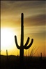 Saguaro at sunset